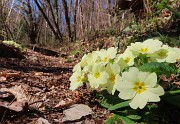 Festa di fiori sui sentieri per il Monte Ubione-19mar24